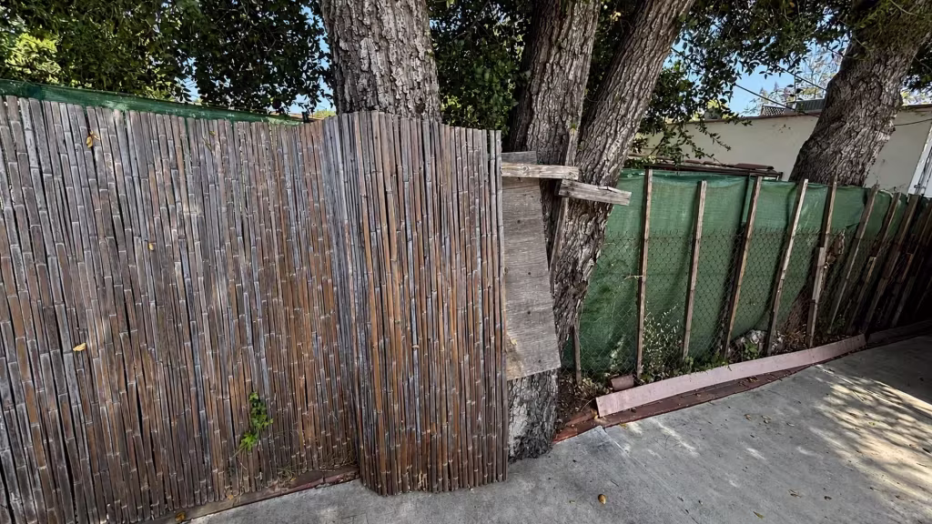 Before installation, weathered bamboo screening and green fabric-covered chain-link surround large trees at the edge of a patio.