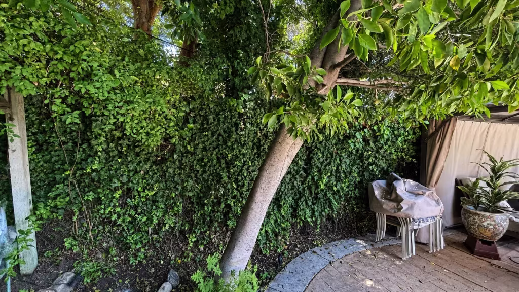 Before installation, dense hedges and mature trees border a patio deck with stacked outdoor chairs.