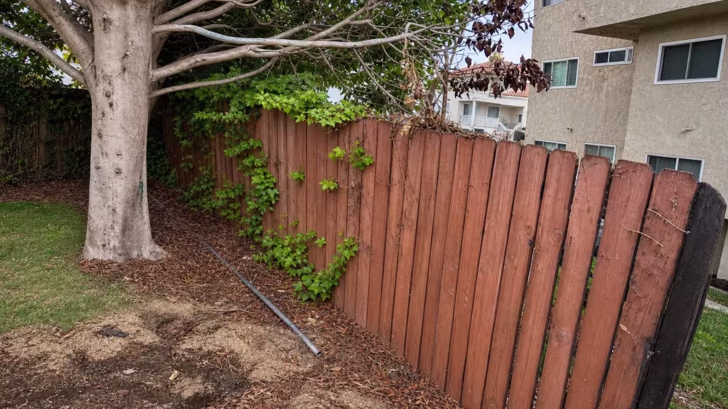 Before installation, a leaning wood fence covered with ivy borders a mulched yard beside a large tree.
