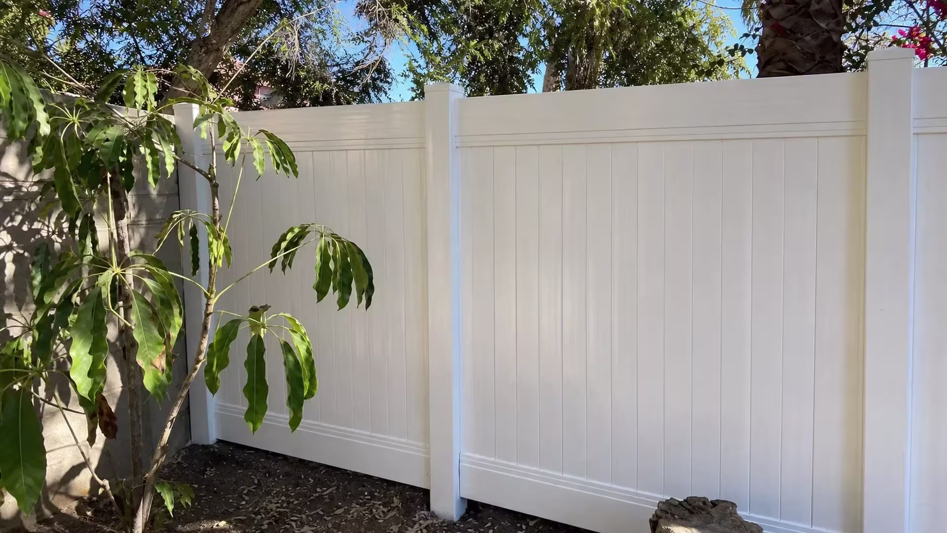 A thin leafy plant and dense tree canopy overhang this White vinyl fence beside a Granada Hills block wall