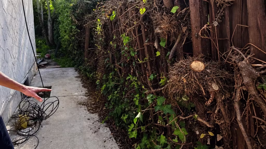 Before installation, overgrown ivy and cut vines cover an old wood fence beside a narrow concrete path and scattered debris.