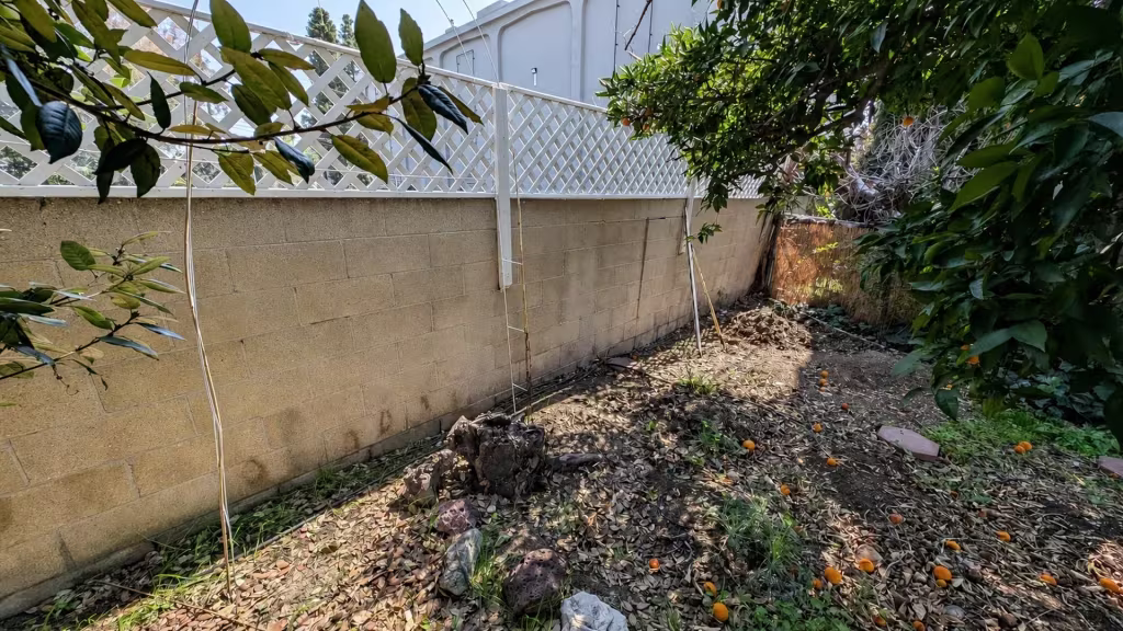 Before installation, a white lattice screen tops a tan block wall along a shaded garden beneath citrus trees.