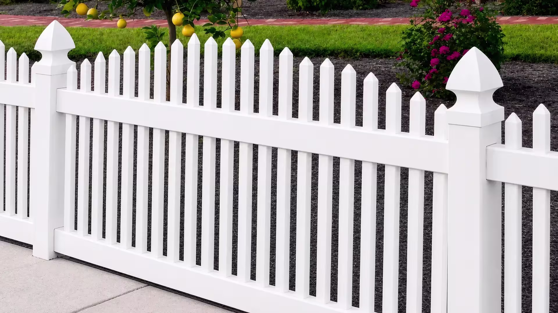 A citrus tree with ripening fruit stands beside this White vinyl arched picket fence and its flowering shrub bed