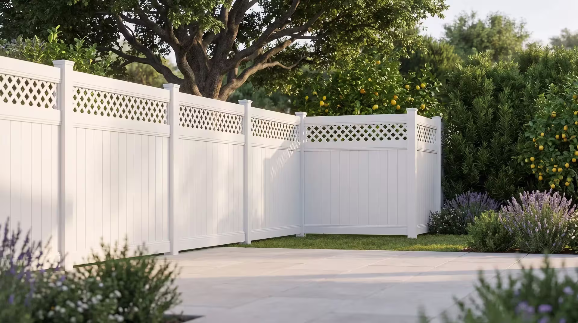 White vinyl privacy fence detailed with a lattice top lines up with lemon trees and podocarpus above pale stone paving